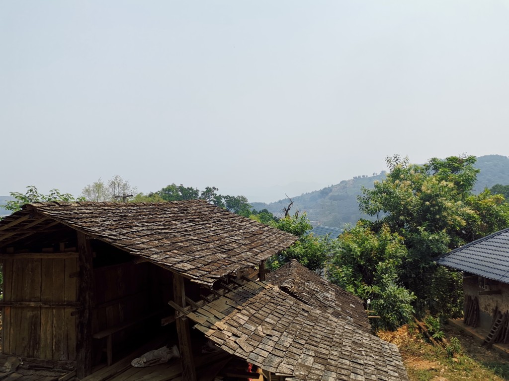 普洱茶园
